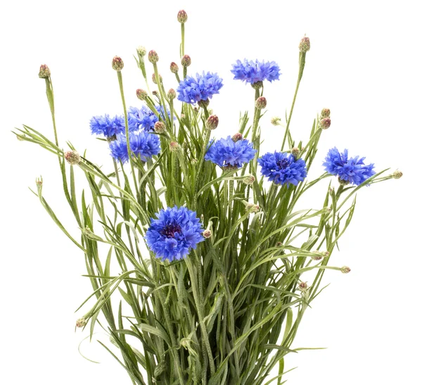 Blaue Kornblume — Stockfoto