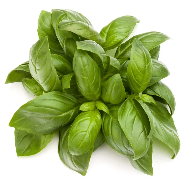 Sweet basil liści zioło — Zdjęcie stockowe