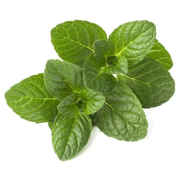 Fresh mint herb leaves — Stock Photo, Image