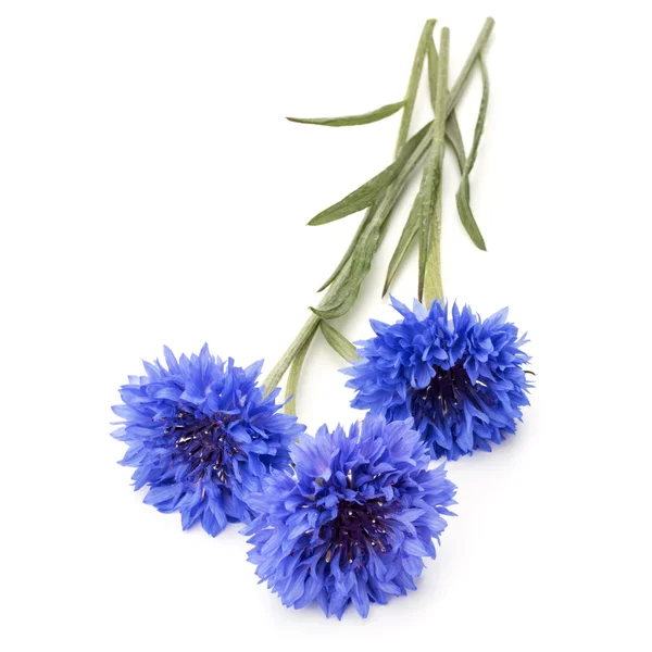 Blue Cornflower Herbs — Stock Photo, Image