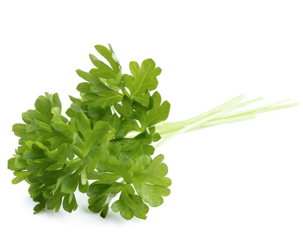 Fresh parsley herb  leaves — Stock Photo, Image