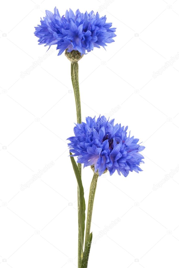 Blue Cornflower Herbs Stock Photo by ©natika 116374058