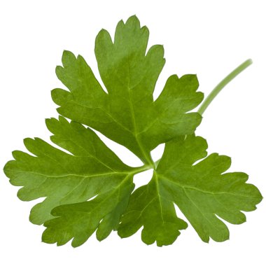 taze maydanoz bitki yaprakları 