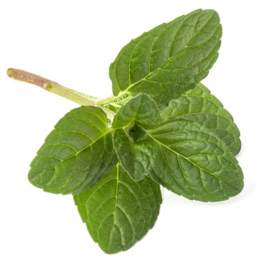 Taze nane yaprağı.