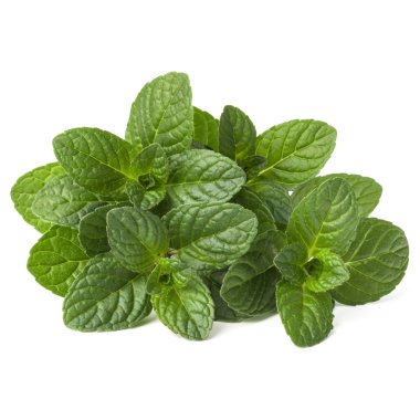 Taze nane yaprağı.