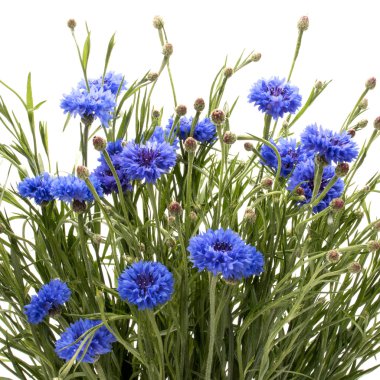 Bekarlığa veda düğmesini çiçek buketi 