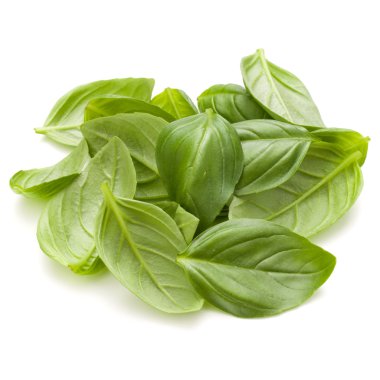 Fesleğen bitki yaprakları 