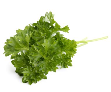 taze maydanoz bitki yaprakları 