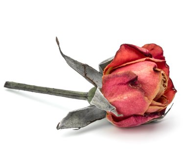 kurutulmuş gül çiçek kafa 