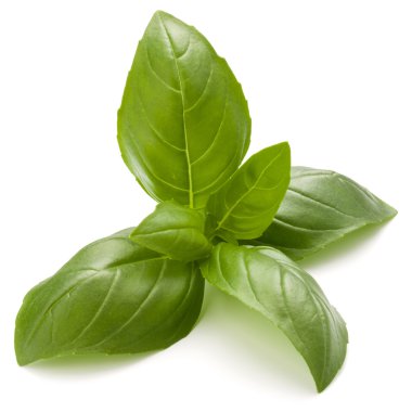 Fesleğen bitki yaprakları 