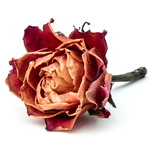 Gedroogde rose bloem-hoofd — Stockfoto