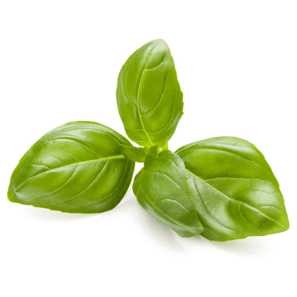 Sweet basil herb leaves — Stock Photo, Image