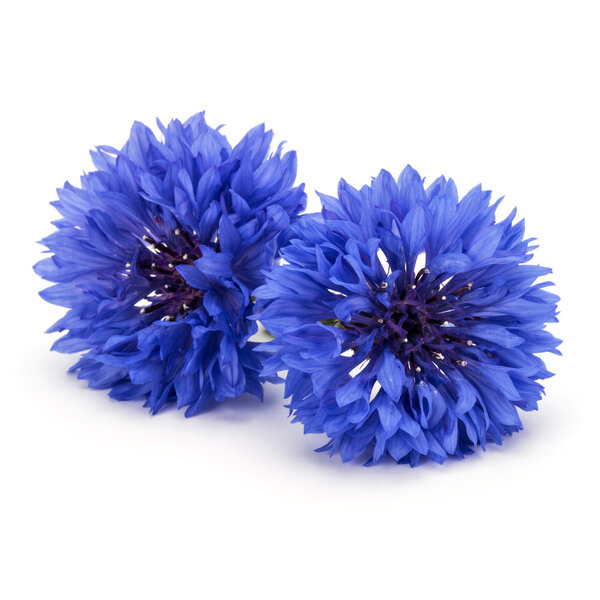 Головы цветка бакалавра
 