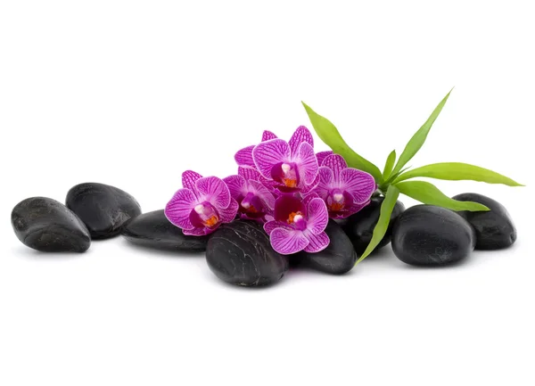 Zen oblázky a květy orchidejí — Stock fotografie