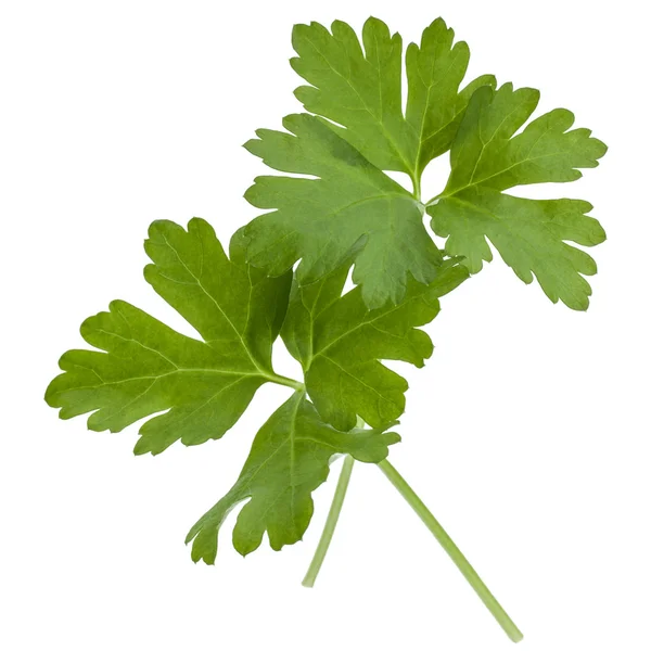 Fresh parsley herb  leaves — Stock Photo, Image