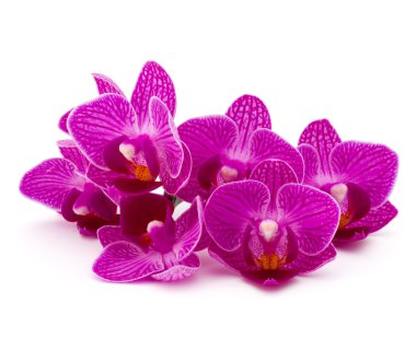 pembe orkide çiçekleri