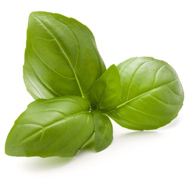 taze fesleğen yaprağı 