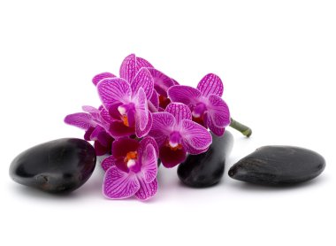 Zen çakıl ve orkide çiçekleri