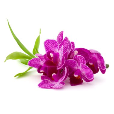 pembe orkide çiçekleri