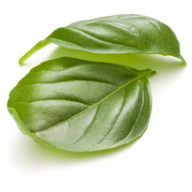 taze fesleğen yaprağı 