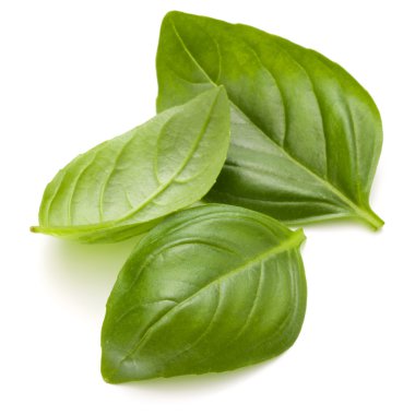 taze fesleğen yaprağı 