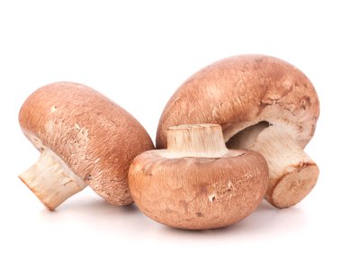 taze kahverengi petrol 