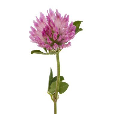 Yonca veya trefoil çiçek