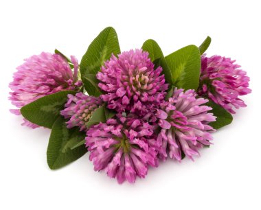 Yonca veya trefoil çiçek