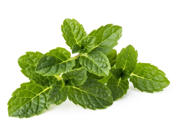 Foglie di menta fresca — Foto Stock