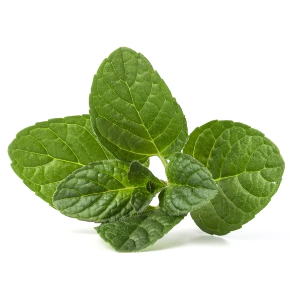 Fresh mint herb leaves — Stock Photo © natika 131553444