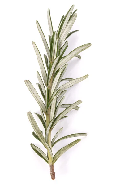 Przyprawa przyprawowy rozmaryn zioło — Zdjęcie stockowe
