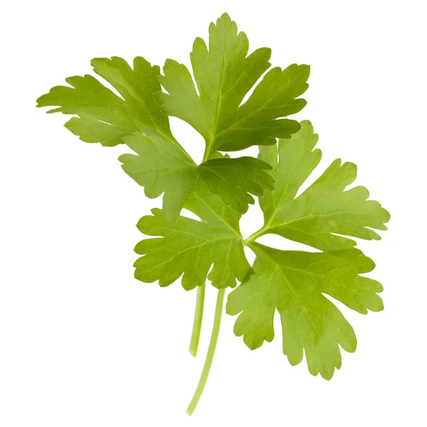 Fresh parsley herb — Stock Photo, Image