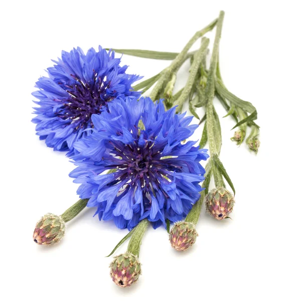 Verse blauwe korenbloemen — Stockfoto