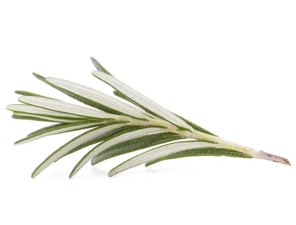 Rosemary herb spice — Stock Photo, Image