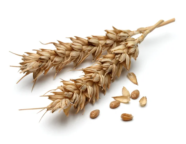 Suchý pšenice uši — Stock fotografie