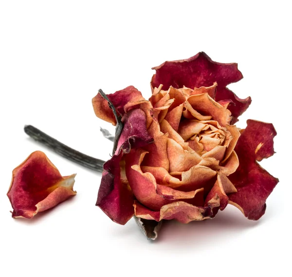 Flor de rosa seca — Fotografia de Stock