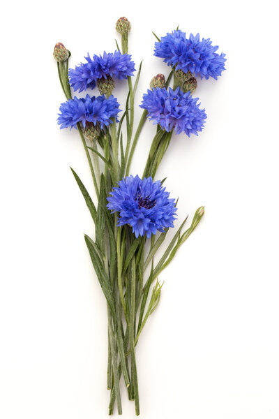 Голубые кукурузные цветы
