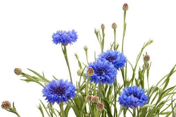 Frische blaue Kornblumen — Stockfoto