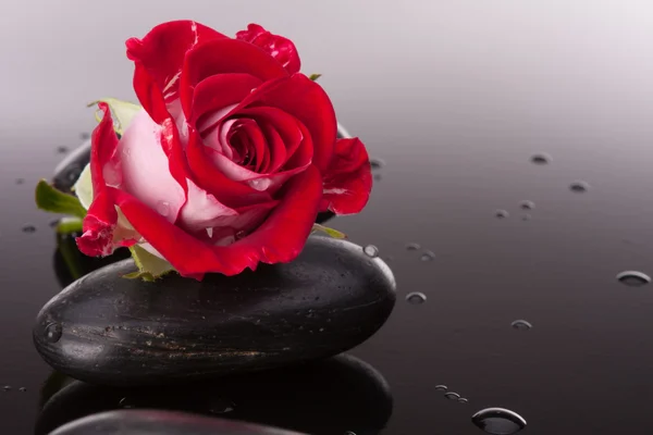 Spa stone and rose flower — Stock Photo, Image