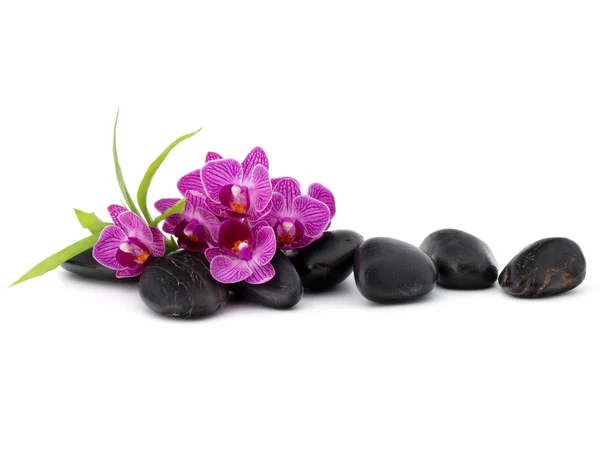 Zen pebbles and orchid flowers — Stock Photo, Image