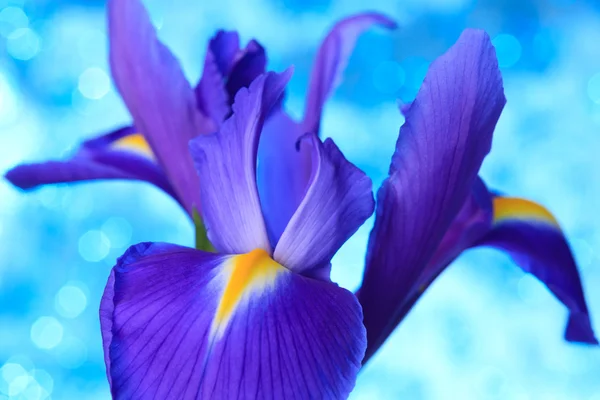 Blå iris blomma — Stockfoto