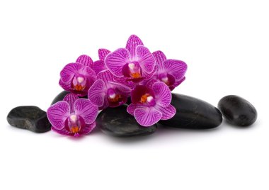 Zen çakıl ve orkide çiçekleri