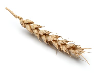 Beyaz buğday kulak