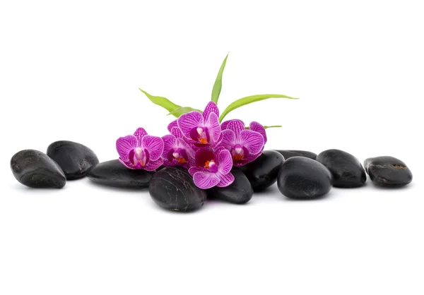 Zen βότσαλα και orchid λουλούδια — Φωτογραφία Αρχείου