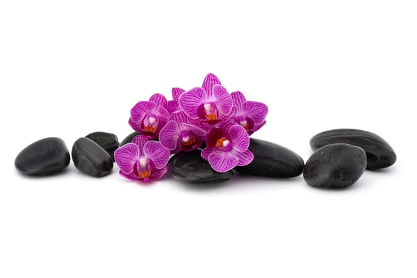 Guijarros Zen y flores de orquídea —  Fotos de Stock