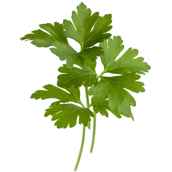 Herb Parsley Segar — Stok Foto