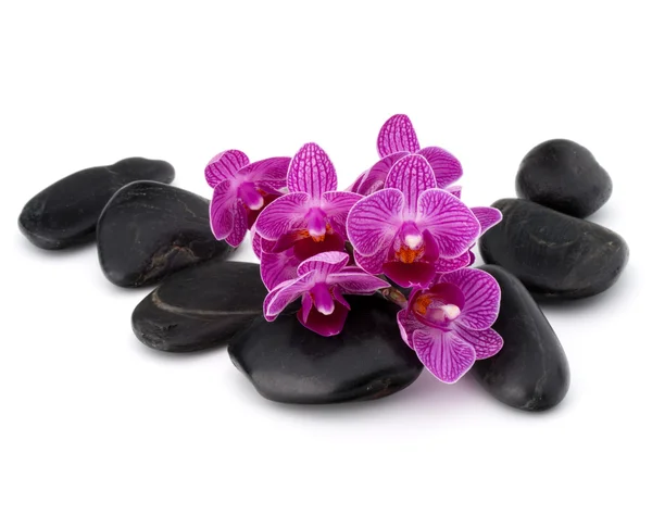 Zen pebbles and orchid flowers — Stock Photo, Image