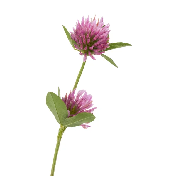 Свежие цветы клевера — стоковое фото
