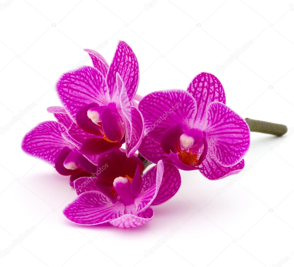 Flores de orquídeas roxas fotos, imagens de © natika #122793638