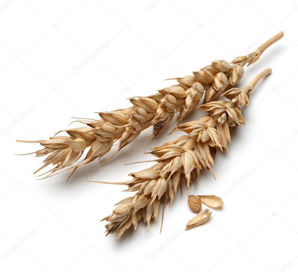 wheat ears on white 